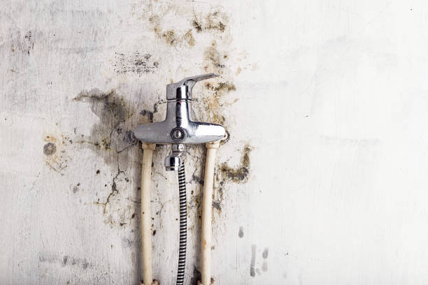 Best Mold Damage Repair  in Los Altos, CA