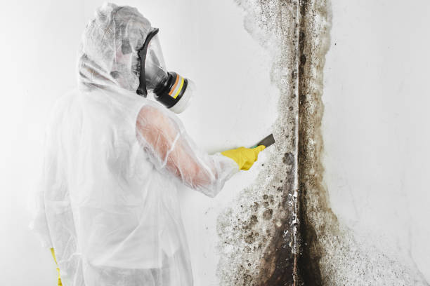 Best Best Mold Removal Companies  in Los Altos, CA