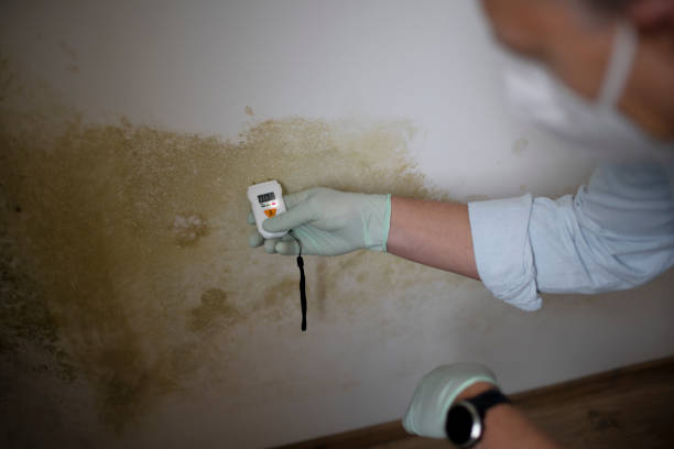 Best Mold Removal Near Me  in Los Altos, CA