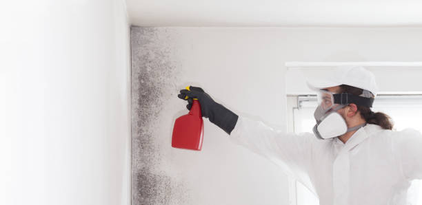 Best Emergency Mold Removal  in Los Altos, CA