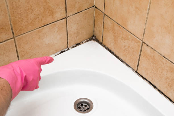 Mold Testing and Removal in Los Altos, CA